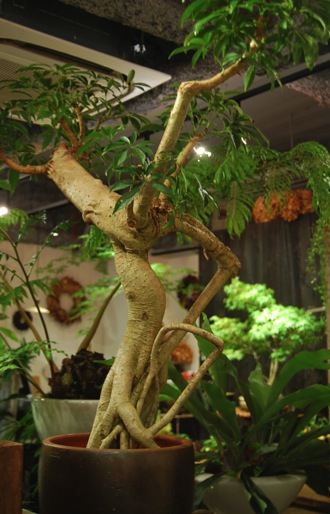 シェフレラ 細葉 えぇ気根 251021 シェフレラ 細葉 えぇ気根 251021